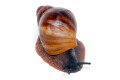 Archachatina marginata ssp. Ikom, Nigeria juvenil
